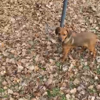 Grifo della Vanerina