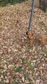 Grifo della Vanerina