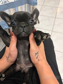 Buldog francese
