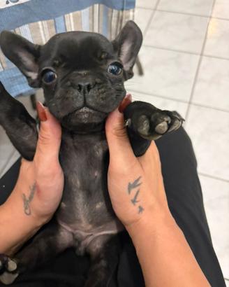 Buldog francese