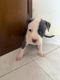 Animali