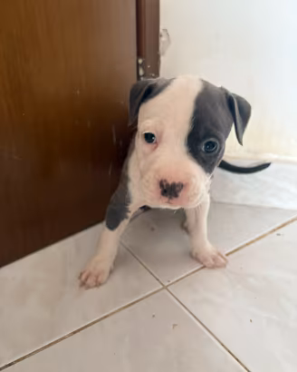 Animali