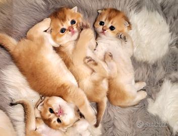 Cuccioli Scottish Fold e straight campania