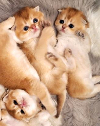 Cuccioli Scottish Fold e straight campania