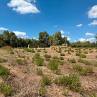 Terreno agricolo con ulivi, 3 pozzi e rudere