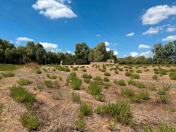 Terreno agricolo con ulivi, 3 pozzi e rudere