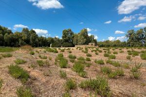 Terreno agricolo con ulivi, 3 pozzi e rudere