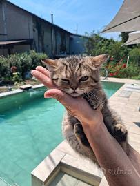 Cuccioli di British shorthair