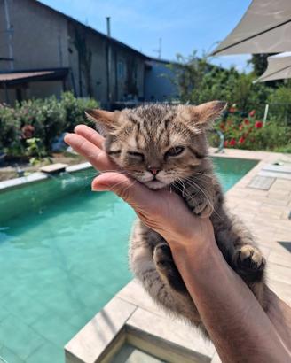 Cuccioli di British shorthair