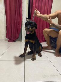 Cucciolo Rottweiler