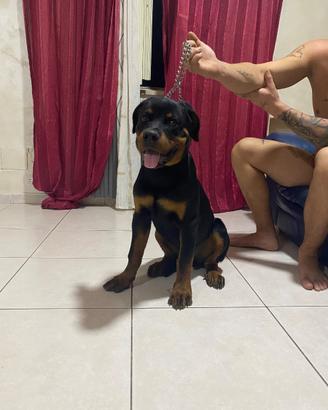 Cucciolo Rottweiler