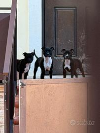 Staffordshire Bull Terrier