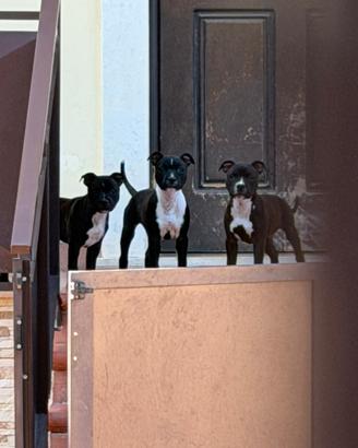 Staffordshire Bull Terrier