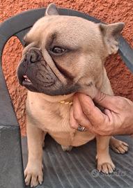 bulldog francese  per monta