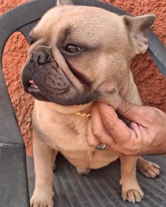 bulldog francese  per monta