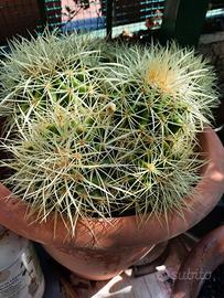 CACTUS GRUSONI O CUSCINO DELLA SUOCERA