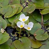 Hydrocharis Morsus-Ranae - Pianta Acquatica