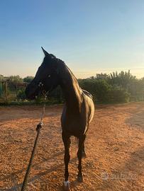 Cavallo