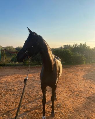 Cavallo