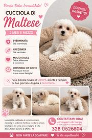 Maltese taglia piccola