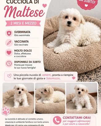 Maltese taglia piccola