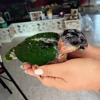 Pappagallo Caicco testa nera