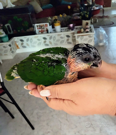 Pappagallo Caicco testa nera