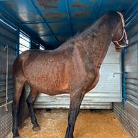 Stallone arabo andaluso
