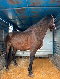 Stallone arabo andaluso