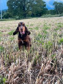 Cocker spaniel inglese