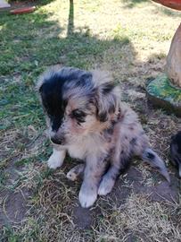 Cucciola Pastore australiano