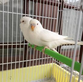 Coppia cocorite