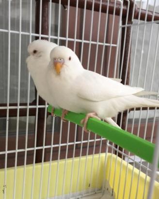 Coppia cocorite