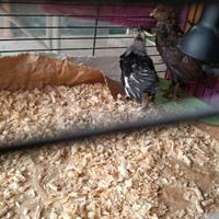 Galline ornamentali