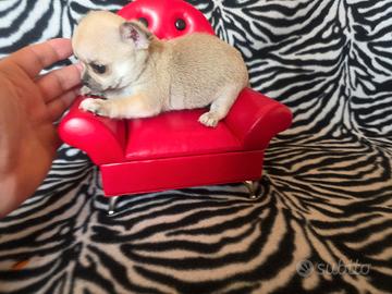 Chihuahua Maschio vero mini toy 70 giorni
