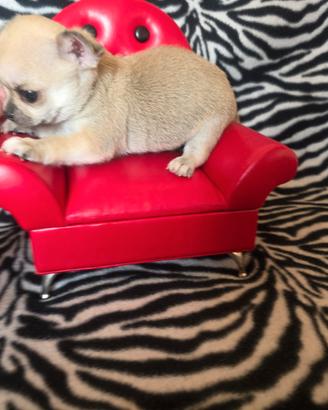 Chihuahua Maschio vero mini toy 70 giorni