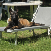 Cuccioli pastore malinois