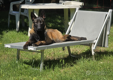 Cuccioli pastore malinois