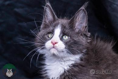 Cuccioli di Maine Coon