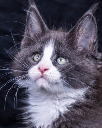 Cuccioli di Maine Coon