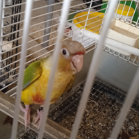 Canuri allevati a mano