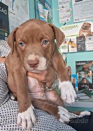 Pitbull American terrier