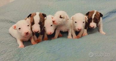 Bull Terrier Miniatura cuccioli