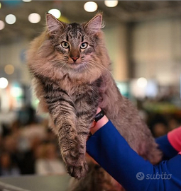 Norvegese delle Foreste gattino con pedigree
