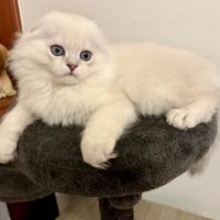 Gattini Scottish fold e straight. British