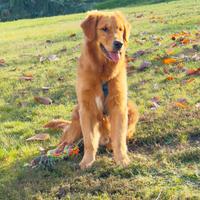 Golden Retriever Maschio per Monta con Pedigree