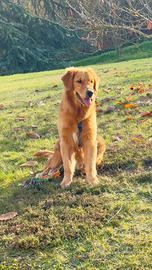 Golden Retriever Maschio per Monta con Pedigree