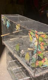 Inseparabili