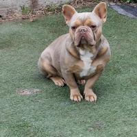 Bulldogue Bouledogue francese