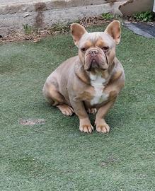 Bulldogue Bouledogue francese
